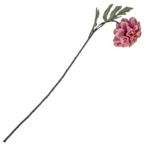 goudsbloem-roze