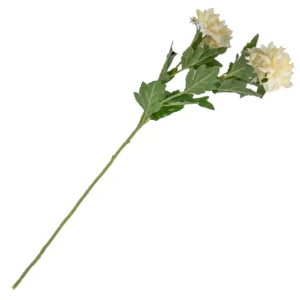 chrysant beige